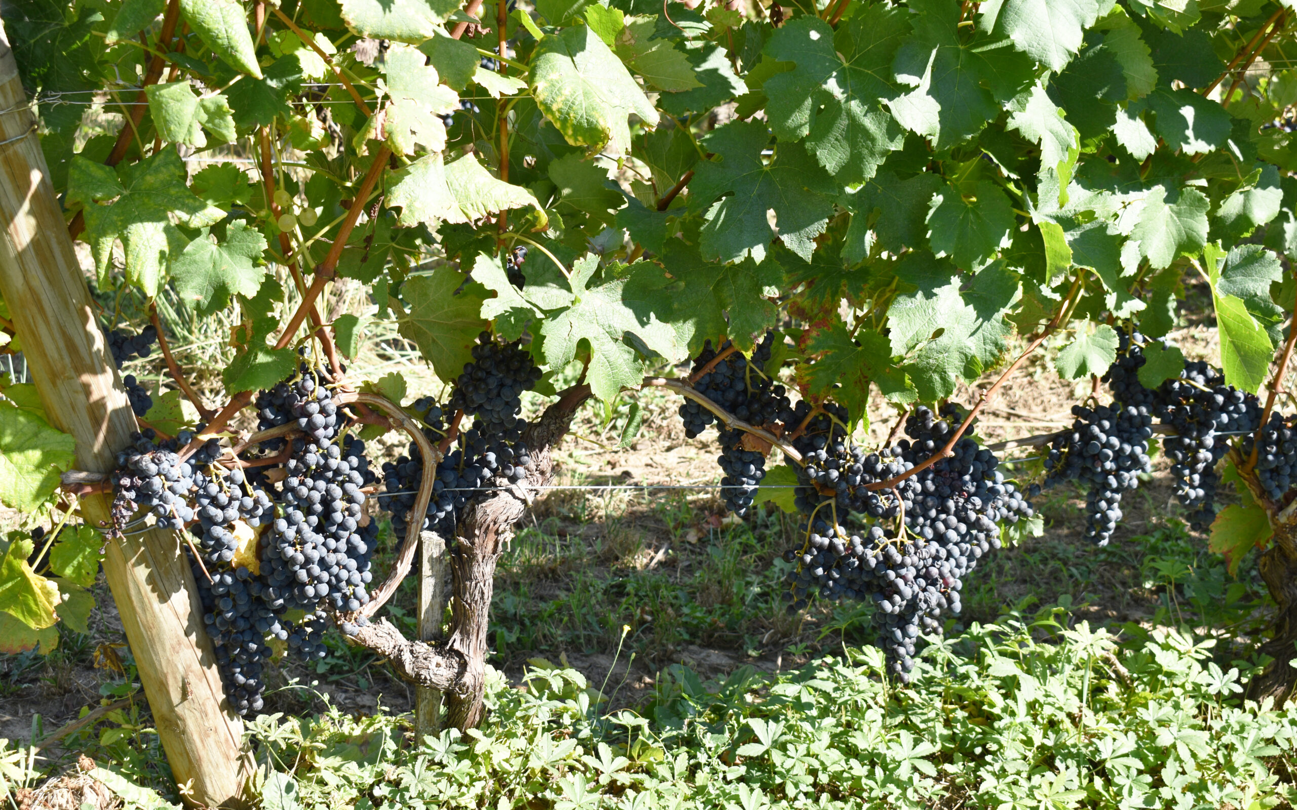 Grapes soon to be harvested