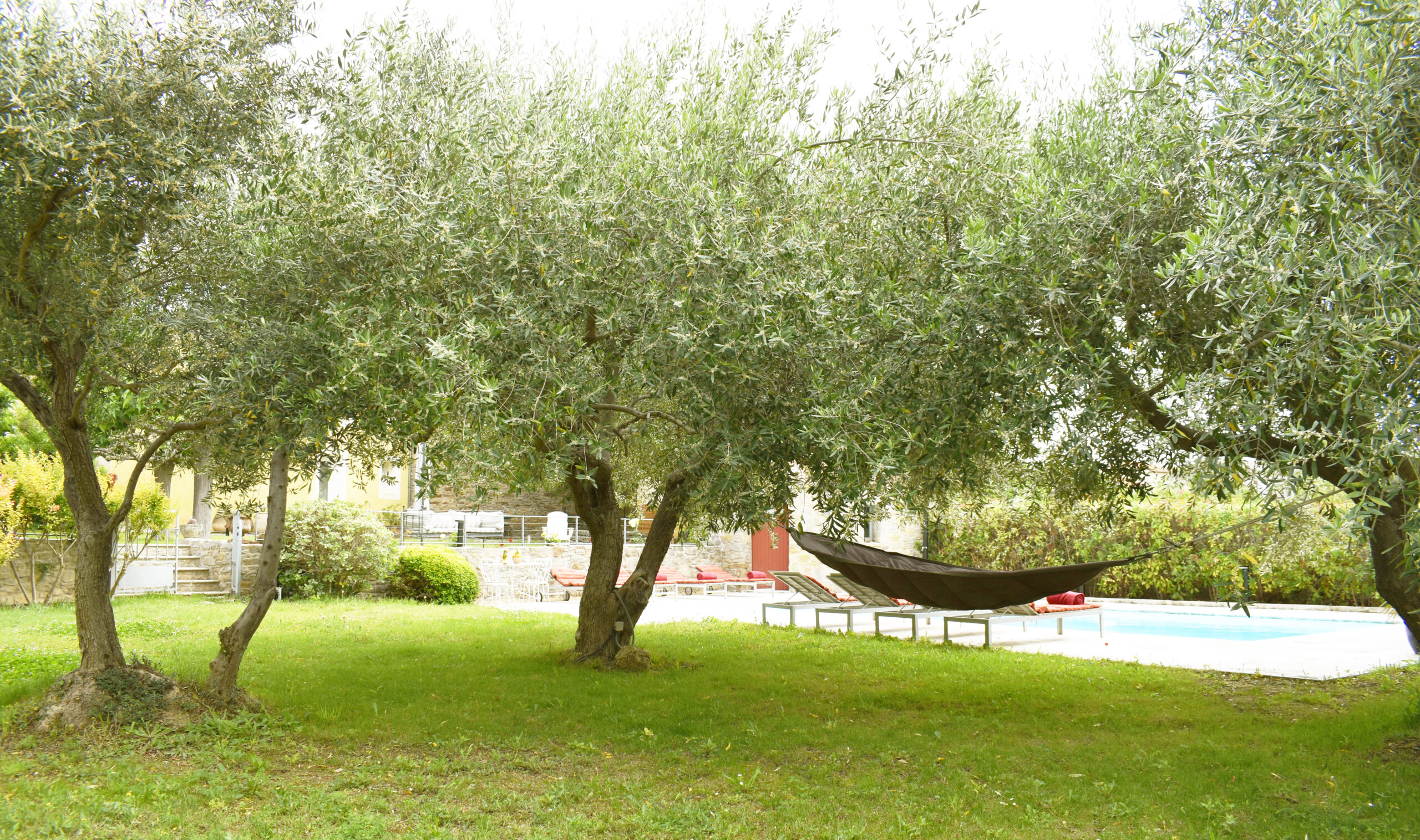 Hammock under the olive trees